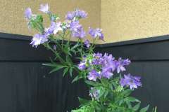 当館に咲く花忍