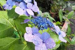 当館に咲く紫陽花